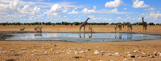 Giraffen und Qryx
