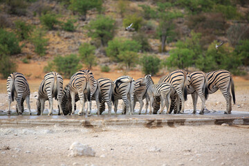 Zebraherde