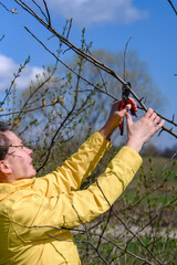 Pruning tree branches in the garden in spring, A woman cuts unnecessary branches from a fruit tree.