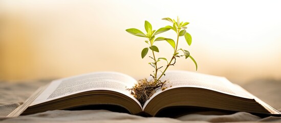Obrazy na Plexi  Mustard plant growing on Bible symbolizes Christian faith and spiritual growth