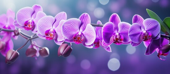 Selective focus on violet Phalaenopsis amabilis orchid flower with green bokeh backdrop