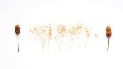 Mixed of dry flowers and grass in white isolated background. Pastel CAMERA - 643510833