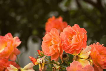 Delicate orange colored rose blooming in the garden