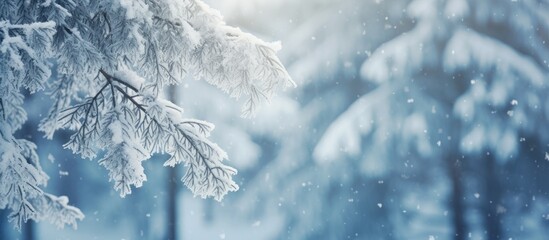 Winter forest with snow covered spruce branches during snowfall Outdoor nature background for...