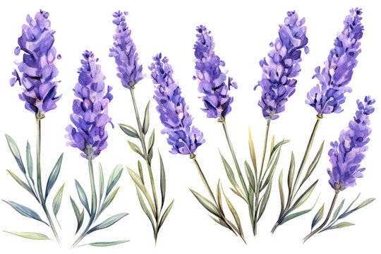 Watercolor image of a set of lavender flowers on a white background