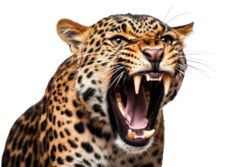 Poster Portrait of Leopard or Cheetah that roaring isolated on transparent background, Panthera pardus looking at camera, wildlife animal © TANATPON