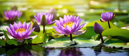 Gorgeous purple lotus with yellow stamens in pond - obrazy, fototapety, plakaty