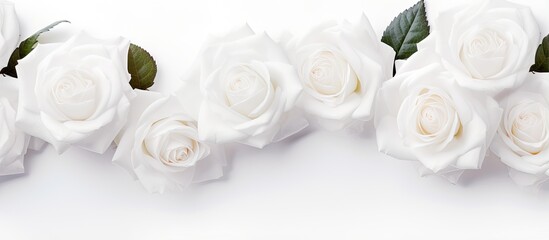 Fototapeta premium Close up of white rose flowers on white background with copy space featured on a banner