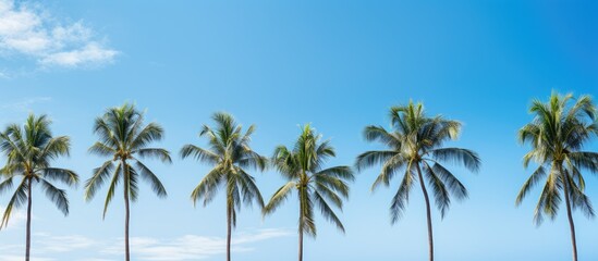 Fototapeta na wymiar Coconut trees against sky copy space for text
