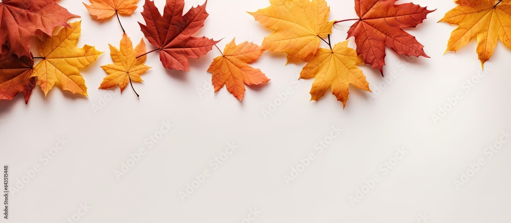 Leinwandbilder autumn background with dried maple leaves on white background representing fall and thanksgiving fla