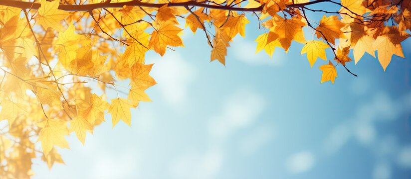Tree branches with yellow leaves against a blue sky