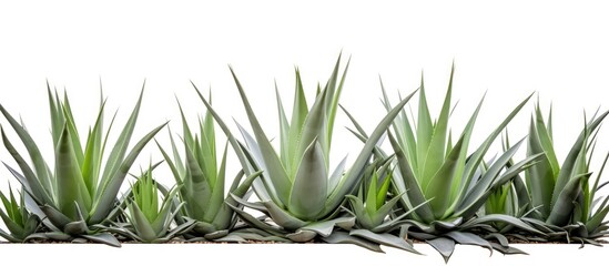 Agave hurters a succulent from the Asparagaceae family in a cutout form Ideal backdrop for plant themes with space for text - obrazy, fototapety, plakaty