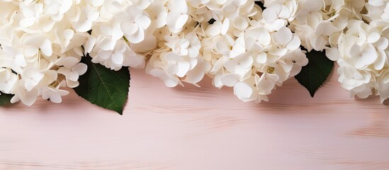 Minimalist white hydrangea close up for Mother s Day with copy space
