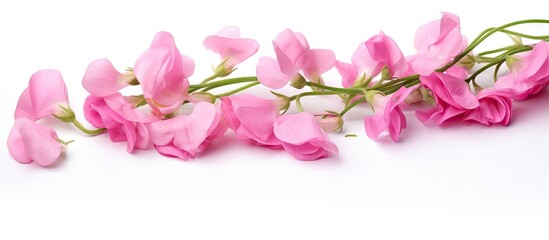 Pink sweet pea on white background with room for text