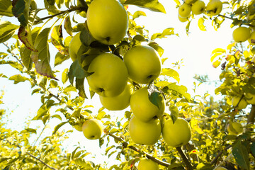 Delicious yellow apples hanging on a tree branch in an apple orchard. Ripe yellow apples on tree brunch.