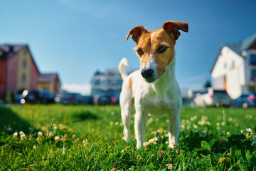 Cute small dog on lawn with green grass near living house at summer day. Active pet outdoors. Cute Jack Russell terrier portrait