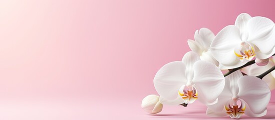 Spotted white orchid flower on pink background with space