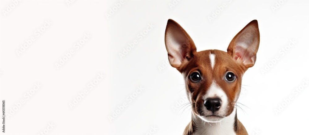 Poster indoor image of a basenji puppy for copy space on a white background