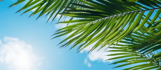 Coconut leaf with blue sky background summer beach concept with copy space