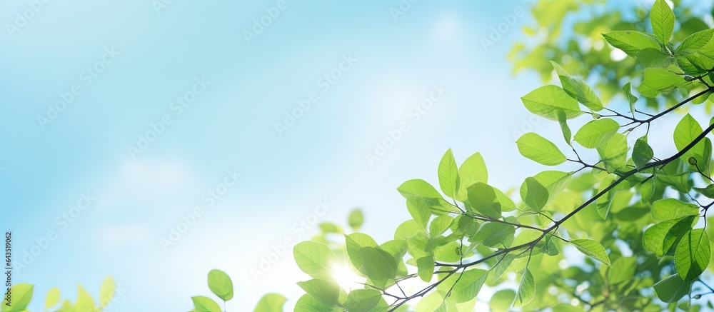 Wall mural spring landscape with soft lighting showcasing green leaves and blue sky - Wall murals