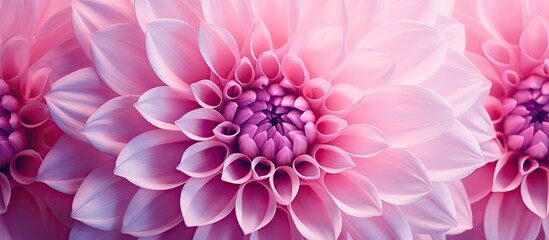 Close up of a pink dahlia a beautiful flower with vibrant petals showcasing a floral pattern in an autumn garden for a romantic layout