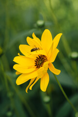 Yellow Heliopsis aster flower and bee close-up on a dark green blurred background in the garden, close up.