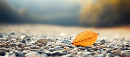 One orange leaf alone on gravel path with space on the left - Powered by Adobe