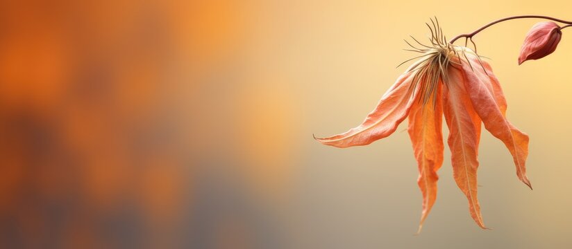 Fall clematis seed