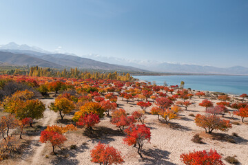 Colorful autumn orchard on the coast of Issyk-kul lake in Kyrgyzstan. Scenery nature landscape