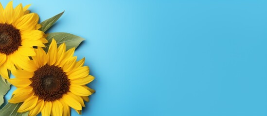 Sunflower on blue background top view