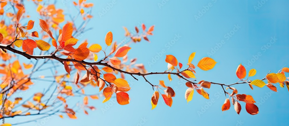 Poster Autumn leaves on a tree branch with a blue sky backdrop End your phrase