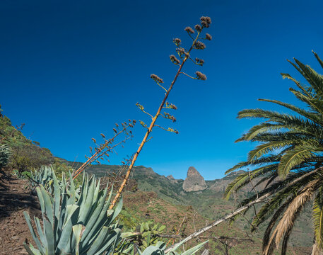 Palm tree and succulent vegetation on background of scenic landscape with roque de imada rock at hiking trail through Barranco de Guarimiar Gorge. La Gomera, Canary Islands, Spain