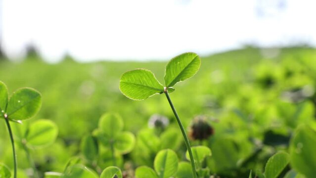 Little plants or herbs swaying in the wind with shadows of the leaves. Carbon neutral concept 4k video.