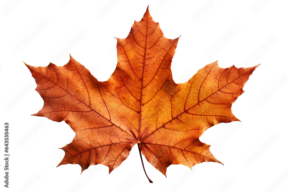 Canvas Prints vibrant autumn maple leave isolated on transparent background - fall foliage in high-resolution png