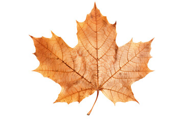 Obraz premium Vibrant autumn Maple leave isolated on transparent background - Fall foliage in high-resolution PNG