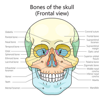 human skull bones structure diagram schematic raster illustration. Medical science educational illustration