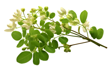 Moringa leaves on a transparent background: a natural source of vitamins and antioxidants