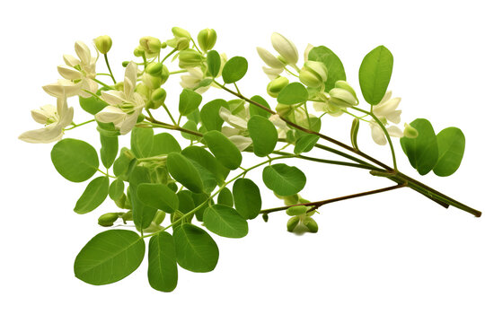 Moringa leaves on a transparent background: a natural source of vitamins and antioxidants