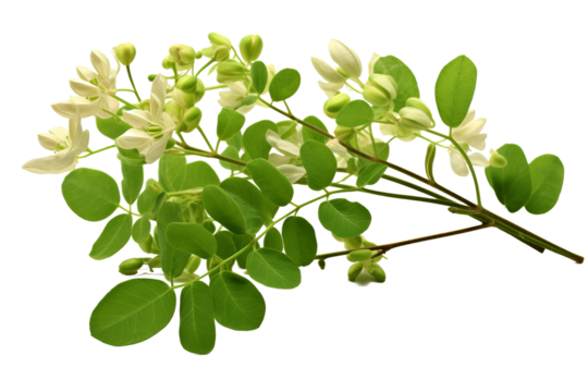 Moringa leaves on a transparent background: a natural source of vitamins and antioxidants