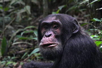 Chimpanzés dans la forêt de Kibale en Ouganda