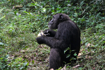 Chimpanzé dans la forêt de Kibale en Ouganda