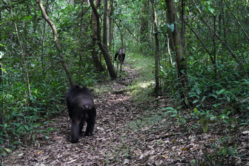 Chimpanzés dans la forêt de Kibale en Ouganda