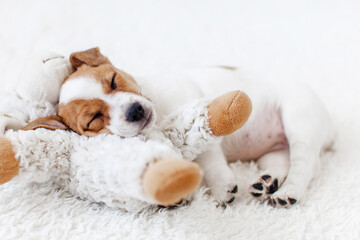 Little white puppy sleeping on white cozy blanket at home