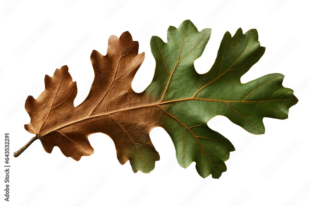 Canvas Prints oak leaf isolated on a transparent background