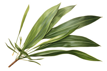 New Zealand flax leave isolated on transparent background - high quality PNG of phormium tenax plant