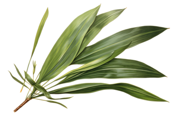 New Zealand flax leave isolated on transparent background - high quality PNG of phormium tenax plant