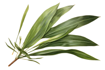 Foto op Plexiglas New Zealand flax leave isolated on transparent background - high quality PNG of phormium tenax plant © Ameer