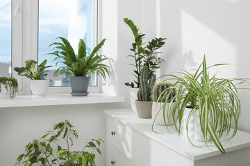 Many beautiful potted houseplants growing near window indoors