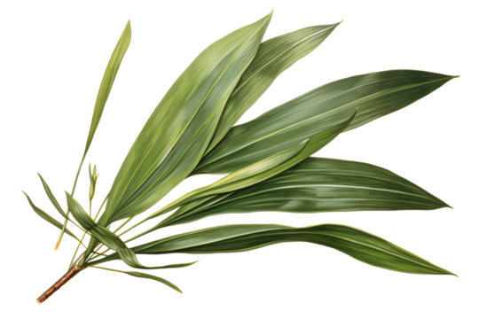 New Zealand flax leave isolated on transparent background - high quality PNG of phormium tenax plant