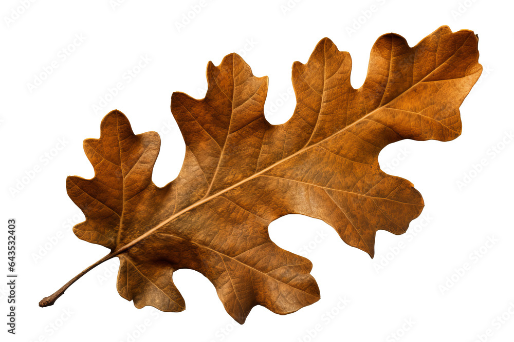 Canvas Prints oak leaf isolated on a transparent background